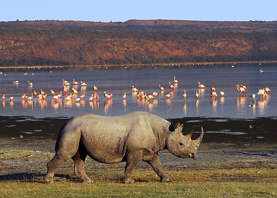 AFRICOSAFARI AFRICOSAFARI