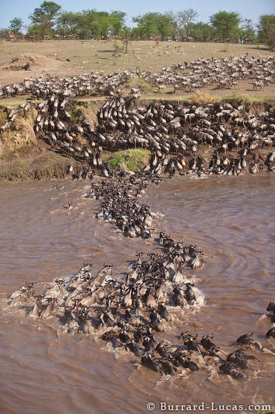 AFRICOSAFARI AFRICOSAFARI